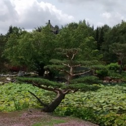 Paysage Zen landscape 1